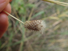 Anemone virginiana