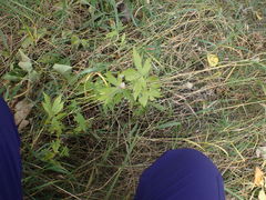 Anemone virginiana