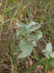 Elaeagnus commutata
