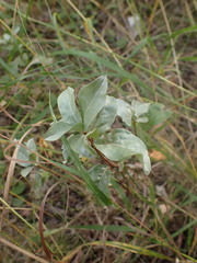 Elaeagnus commutata