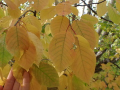 Prunus virginiana