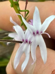 Cyphia volubilis volubilis