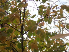 Prunus virginiana