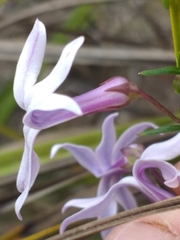 Cyphia volubilis volubilis