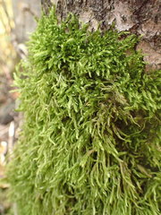 Bryopsida