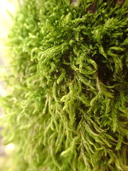 Bryopsida