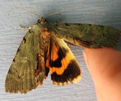 Catocala grynea