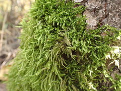 Bryopsida
