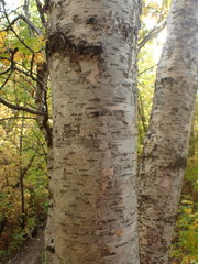 Betula papyrifera