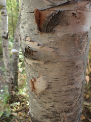 Betula papyrifera