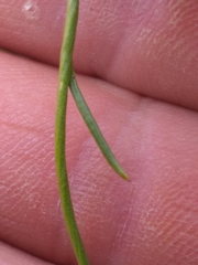 Cyphia volubilis volubilis