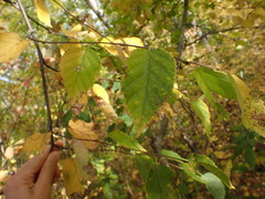 Betula papyrifera