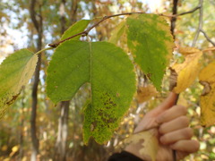 Betula papyrifera