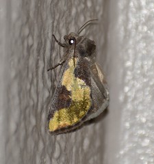 Chalcopasta fulgens