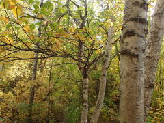 Betula papyrifera