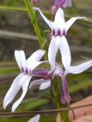 Cyphia volubilis volubilis