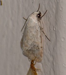 Leucocnemis perfundis