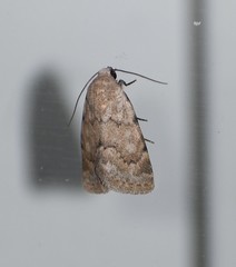 Leucocnemis perfundis