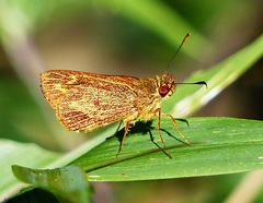 Lento krexoides