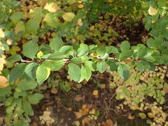 Cotoneaster lucidus