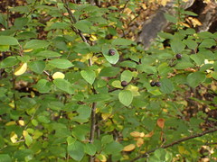 Cotoneaster lucidus