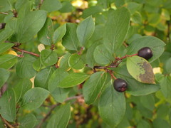 Cotoneaster lucidus