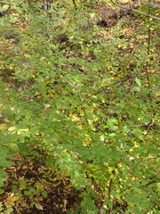 Cotoneaster lucidus