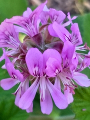 Pelargonium vitifolium