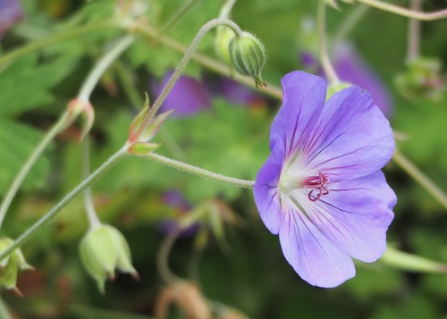 Image of Geranium wallichianum by (c) John G. Phillips, some rights reserved (CC BY)