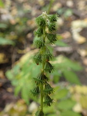 Agrimonia striata