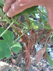 Pelargonium vitifolium