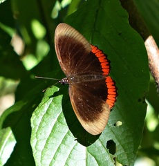 Biblis hyperia nectanabis