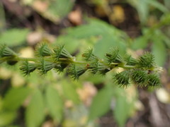 Agrimonia striata