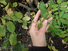 Agrimonia striata