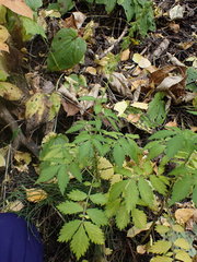Agrimonia striata
