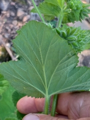Pelargonium vitifolium