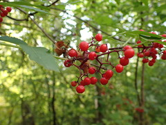 Sambucus racemosa