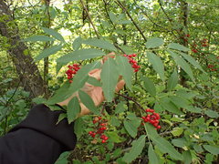 Sambucus racemosa