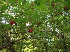 Sambucus racemosa