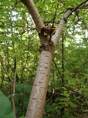 Sambucus racemosa