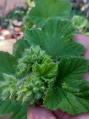 Pelargonium vitifolium