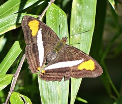 Adelpha calliphane