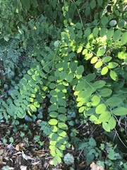 Robinia pseudoacacia