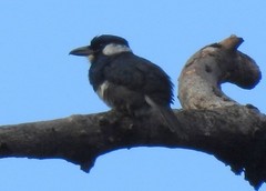 Notharchus pectoralis