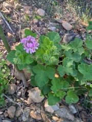 Pelargonium vitifolium