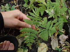 Gymnocarpium dryopteris