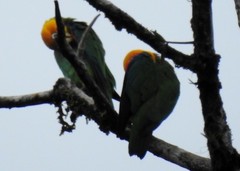 Pyrilia pyrilia