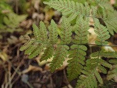 Gymnocarpium dryopteris