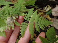 Gymnocarpium dryopteris