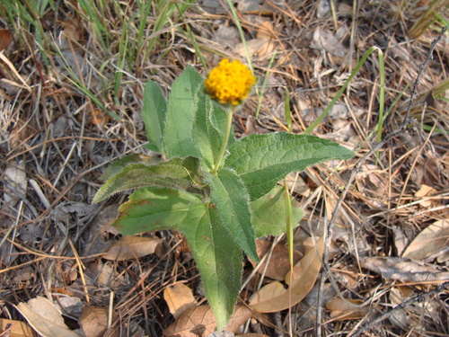 Image of Lasianthaea podocephala by (c) Alexis López Hernández, some rights reserved (CC BY)